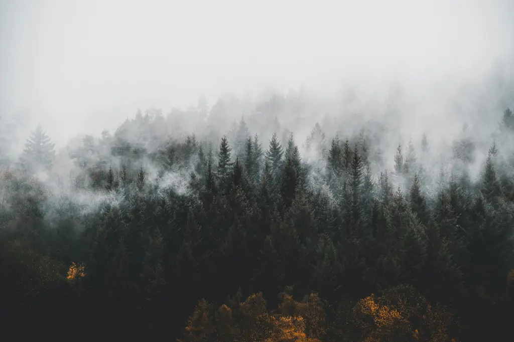 Pine trees surrounded by fogs